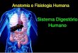  · BIOLOGIA HOJE | Volume 2 – 4º Bimestre SISTEMA DIGESTÓRIO OBS.: A bile não é enzima! Ela atua como um detergente, que faz com que a gordura forme uma emulsão
