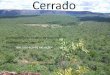 Cerrado - wervel.be ppt portugues.pdf · 10% Caatinga 2% Pampas 2% Pantanal. O que ainda resta do Cerrado depois de 50 ... soja e milho (ex: aves e porcos na China e Europa para o