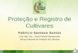 Proteção e Registro de Cultivares - cpac.embrapa.br · Informações sobre o Responsável pela manutenção da cultivar (nome, endereço, CNPJ/CPF, telefone, e -mail) e pelas informações