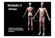 PPT Estudo do Movimento Módulo 2 - files.aefv-ef.webnode.ptfiles.aefv-ef.webnode.pt/200000435-1248213432/Módulo 2 Tema A... · A elasticidade muscular é a capacidade dos músculos