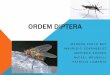Ordem Diptera - KRAUSELINK · Seu ciclo de vida é completo, portanto esses insetos são holometabólico. São ovíparos em sua maioria, e os seus ovos são colocados diretamente