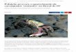 Poluição provoca o aparecimento de caranguejos 'mutantes ...crusta.com.br/biblio/08.Divulgacao/111-Pinheiro.(2015... · quantidade de metais pesados encontrados em cinco cidades