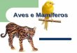 Aves e Mamíferos - colegioequipe.com.brferos-EXTRA-7-ANO.pdf · mamíferos dos quais diferem notadamente no tipo de ... na região caudal de certas aves, ... AS PRINCIPAIS ORDENS