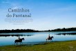 rota pantanal Caminhos do Pantanal · rota pantanal ArArAs, gArçAs, tuiuiús, socós, biguás, queixAdAs, tAmAnduás, jAcArés, onçAs, dourAdos, pAcus, pintAdos e muitos outros