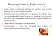 Desenvolvimento Embrionário - Colégio Inediinedi.com.br/arquivos_baixar/20120319061942_embriologia.ppt · PPT file · Web view2013-06-10 · PROTOSTÔMIOS DEUTEROSTÔMIOS PLATELMINTOS