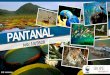 Apresentação do PowerPoint · Com objetivo de mensurar o conhecimento da população sobre o Pantanal, ... maior usos é para o lazer P03) E nas suas atividades de LAZER, 