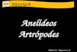 Slide 1blog.educacaoadventista.org.br/sikandra/arquivos/anelide... · PPT file · Web view2015-07-29 · Módulo 26 – Página 01 à 10 BIOLOGIA Anelídeos Artrópodes BIOLOGIA