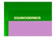 EQUINODERMOS - repositorio.geracaoweb.com.brrepositorio.geracaoweb.com.br/20141014_093421equinodermos_09_modo... · Crinoidea Ophiuroidea Estrelas-do-mar Ouriços do mar e bolachas