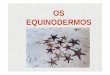 Equinodermos - Colégio Luiza de Marillacmarillac.g12.br/downloads/download_materias/ensino_medio/... · • A corrente de água no sistema faz pés ambulacrais se contraírem e distenderem