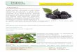 amora - cantinhodaterra.com.br · porém são escassos os estudos sobre compostos bioativos presentes em amora-preta cultivada no Brasil. Comprovação de e cácia 1. Estudo in vivo