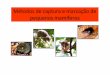 métodos de captura e marcação pequenos mamíferos Captura com armadilhas VANTAGENS Marcação-informaçõespopulacionais, acompanhamento do indivíduo INFORMAÇÕES POPULACIONAIS