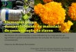 As fontes de informação e sua influência na exposição ao ... · agrotóxico pelos trabalhadores de estufas de flores e plantas ornamentais Glaucia de Menezes Fernandes Orientador: