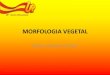 Morfologia Vegetal - upvix.com.br .MORFOLOGIA VEGETAL Folha, semente e fruto ... Morfologia externa