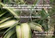 Manejo dos agrot³xicos e os riscos   sade trabalhadores ... cultivo do abacaxi yTrs dos agrot³xicos