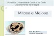 Mitose e Meioseprofessor.pucgoias.edu.br/SiteDocente/admin/arquivosUpload/18497... · Mitose e meiose é responsável pela ... - O processo da meiose distribui um membro de ... A