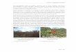Volume 2 Diagnóstico Ambiental Para RADAMBRASIL · Pilosocereus, Cereus e Arrojadoa no estrato arbóreo‐arbustivo e ... leptophloeos no interior da caatinga. ... O levantamento