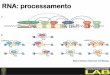 Apresentação do PowerPointcbsflab.com/.../uploads/2017/08/Processamento-do-RNA.pdfRNA: processamento 5 ´ CAP 5 ´ nRNA) Poliadenilação: Adição da cauda poli (A) na extremidade