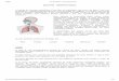 SISTEMA RESPIRAT“RIO - de Anatomia - Sistema Respirat³rio1...  04/06/13 Aula de Anatomia - Sistema