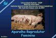 Aparelho Reprodutor Feminino · •Ovário da égua é diferente! Ana Grabner Tubas uterinas •Conduzem o óvulo dos ovários ao útero •Local da fecundação ... do feto –Epitélio-corial
