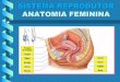SISTEMA REPRODUTOR FECUNDAÇÃO fileorificio genital — saida do fluxo ... no ovário do embriáo. Ainda durante a Vida fetal deixa de ocorrer a de multiplicaçäo e a Oócitos I