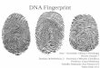 DNA Fingerprint - anafonsecaefa.files.wordpress.com · DNA Fingerprint – O que é? •O DNA Fingerprint é um método de identificação que compara fragmentos de ácido desoxirribonucleico