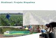 Biodiesel: Projeto Biopalma - .Competitividade da cadeia: as atividades agr­colas e de extra§£o