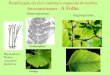 Eixo Caulinar Fotossintetizante - UFC · Ramificação do eixo caulinar e expansão de tecidos fotossintetizantes - A Folha Rhyniophyta – Plantas . vasculares . primitivas. Archaeopteris