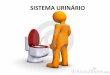 SISTEMA URINÁRIO - santainesrs.com.br · Os cálculos do sistema urinário são geralmente classificados em função da sua localização nos rins, ureter, uretra ou bexiga, 