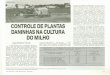 DANINHAS NA CULTURA - alice.cnptia.embrapa.br · MILHO I QUADRO 2- Produtos Recomendados para a Cultura do Milho, 1989/90 + Atrazine G 500CG Atrazinax 500 Herbitrin 500 BR Siptran