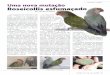  · Aqua e Verde Df Esfumaçado Conforme todos sabemos, o aparecimento de novas mutações é de capital importancia para o desenvolvimento ornitologia, pois
