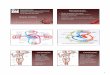 Departamento de Fisiologia e Farmacologia Recapitulando ...fisiovet.uff.br/.../sites/397/delightful-downloads/2018/06/linfatico.pdf · 5 25 Edema – Acúmulo de linfa no interstício