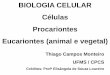 BIOLOGIA CELULAR Células Procariontes Eucariontes (animal ... •Maior estrutura da célula animal. •Nele encontramos os cromossomos. Cada cromossomos contêm vários genes, o material