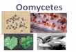 Oomycetes · Principales diferencias con los hongos: -células biflageladas -presencia de celulosa como principal polisacárido estructural en la pared celular -cresta mitocondrial