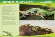 AArk Boletin Informativo amphibian ark Informativo …...Reproducción ex situ de la Rana de pecho espinoso de Vanzoli: Reporte de progreso 2013 – 2015.....13 Reconocimientos de