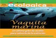 Vauita - La Jornadafebrero-marzo 2016 4 tremendas: la tasa de mortali-dad en artes de pesca fue de 39 vaquitas al año en solo uno de los dos puertos del alto Golfo de California (el
