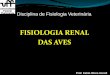 FISIOLOGIA RENAL DAS AVESfisiovet.uff.br/.../2018/07/Renal_aves.pdf · 2018-07-03 · Aves e répteis, o ácido úrico é formado no lugar da uréia, pois o seu desenvolvimento embrionário