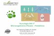 Tecnologia EM·1® Microorganismos Eficazes - Probióticos · Os Microorganismos contidos no EM•1® são benéficos e altamente eficientes. Estes microorganismos não são nocivos,