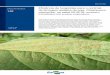 Eficiência de fungicidas para o controle · 2 Circular écnica 148 Eficiência de fungicidas para o controle da ferrugem-asiática da soja, Phakopsora pachyrhizi, na safra 2018/2019: