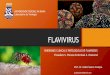 UNIVERSIDADE FEDERAL DA BAHIA - CRMV-BAcrmvba.org.br/wp-content/uploads/2019/11/crmvba.org.br... · 2019-11-27 · Zika virus: infecção e diversos resultados • Microcefalia •O