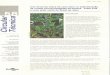  · A. Cultivo in vitro de embriões zigóticos e aclimatação de plântulas de coqueiro anão. Pesquisa Agropecuária Brasileira, v. 42, p. 147-154, 2007. ... de mudas de violeta