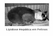 Lipidose Hepática em Felinos - Unesp...Sinais de encefalopatia hepática são raros. Icterícia. Patologia clínica Albumina normal ou subnormal Nitrogênio uréico normal ou subnormal