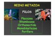REINO METAZOA FILOS Placozoa Rhombozoa ...Classe Hexactinellida-esponjas de vidro Espículas de sílica com 6 raios, grandes e pequenas Marinhas de águas profundas Muitas com tufos