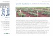 Manejo integrado de pragas de pimentas do gênero Capsicum 115 · 2017-08-16 · Manejo integrado de pragas de pimentas do gênero Capsicum 3 Figura 1. Pulgões da espécie Aphis