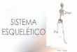 SISTEMA ESQUELÉTICO · 2020-02-11 · SISTEMA ESQUELÉTICO •Composto de ossos e cartilagens. •É uma forma especializada de tecido conjuntivo cuja a principal característica