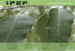 N¢› 235 - setembro/outubro - 2015 - IPEF Na foto, percevejo-bronzeado em folhas de eucalipto 4 Forma£§££o