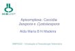 Apicomplexa: Coccidia Isospora Cystoisospora Fonte: Adaptado de Celso Martins Pinto - Roteiro de Estudos