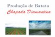 Produção de Batata Chapada Diamantina · Parque Nacional da Chapada Diamantina DADOS •Área: * 41 751 km² (região geográfica) *1 521,41 km² (parque nacional) •Criação: