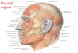 Infratemporal fossa and the temporomandibular jointchailab.usc.edu/Review 7-30-2018.pdf · The pterygopalatine fossa is somewhat cone-shaped, located between the infratemporal fossa