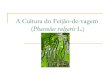 A Cultura do Feijão-de-vagem › Uenf › Downloads › LMGV_5207_1310990901.pdf · A Cultura do Feijão-de-vagem (Phaseolus vulgaris L.) Aspectos gerais ... Tabela 1 - Algumas cultivares