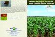Manejo de pragas iniciais de milho convencional e milho Bt › download › pdf › 15429385.pdf · 2013-09-03 · Manejo de pragas iniciais de milho convencional e milho Bt T iragem: